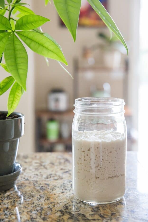 Gluten-Free Sourdough Starter - The Roasted Root