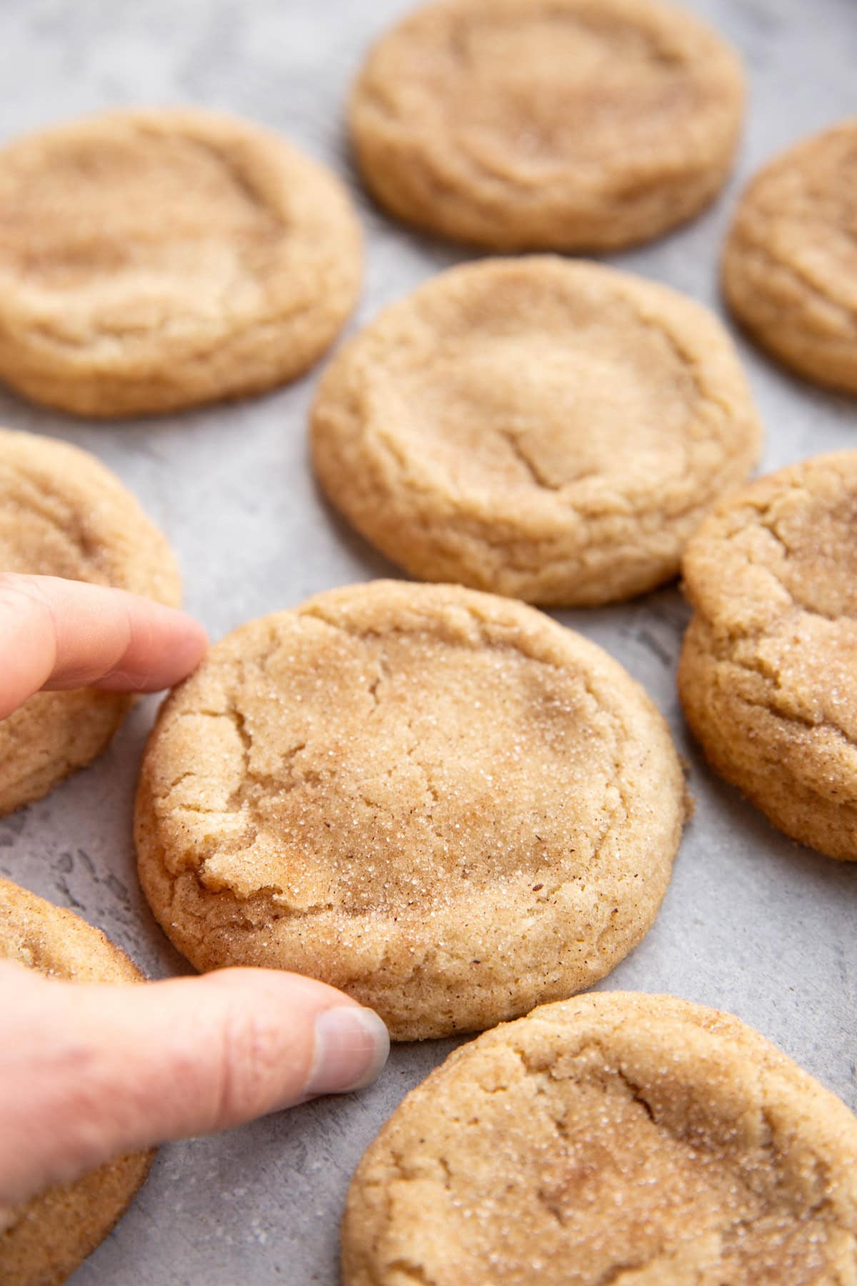 Hand picking up a snickerdoodle cookie.